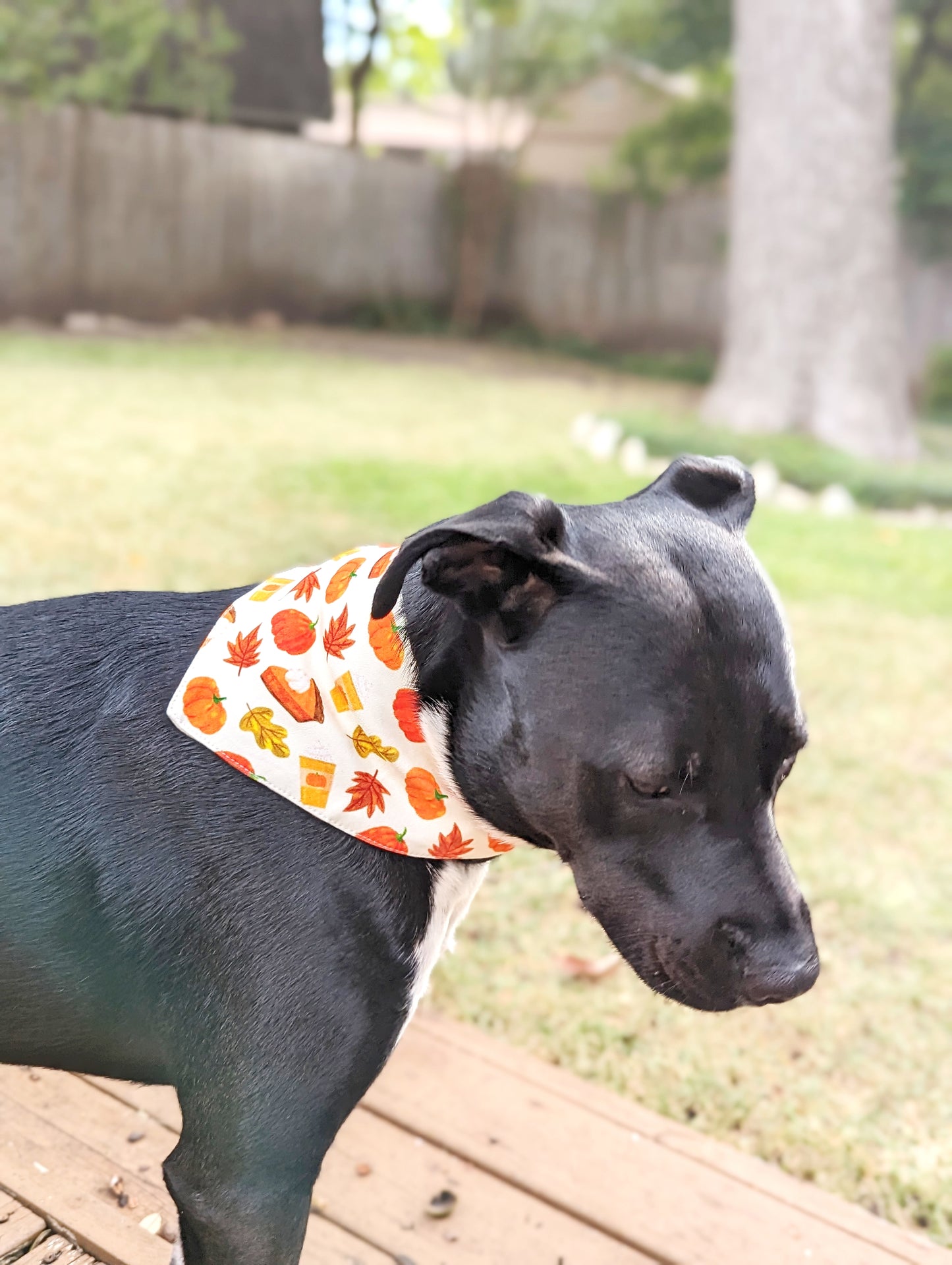 Autumn season Pet Bandana-Pumpkin, pie, Fall