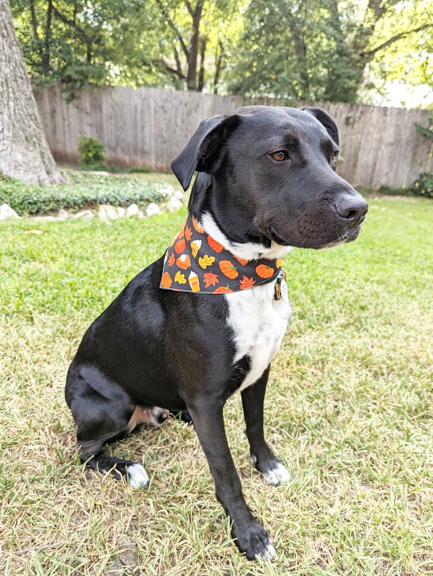Autumn season Pet Bandana-Pumpkin, pie, Fall