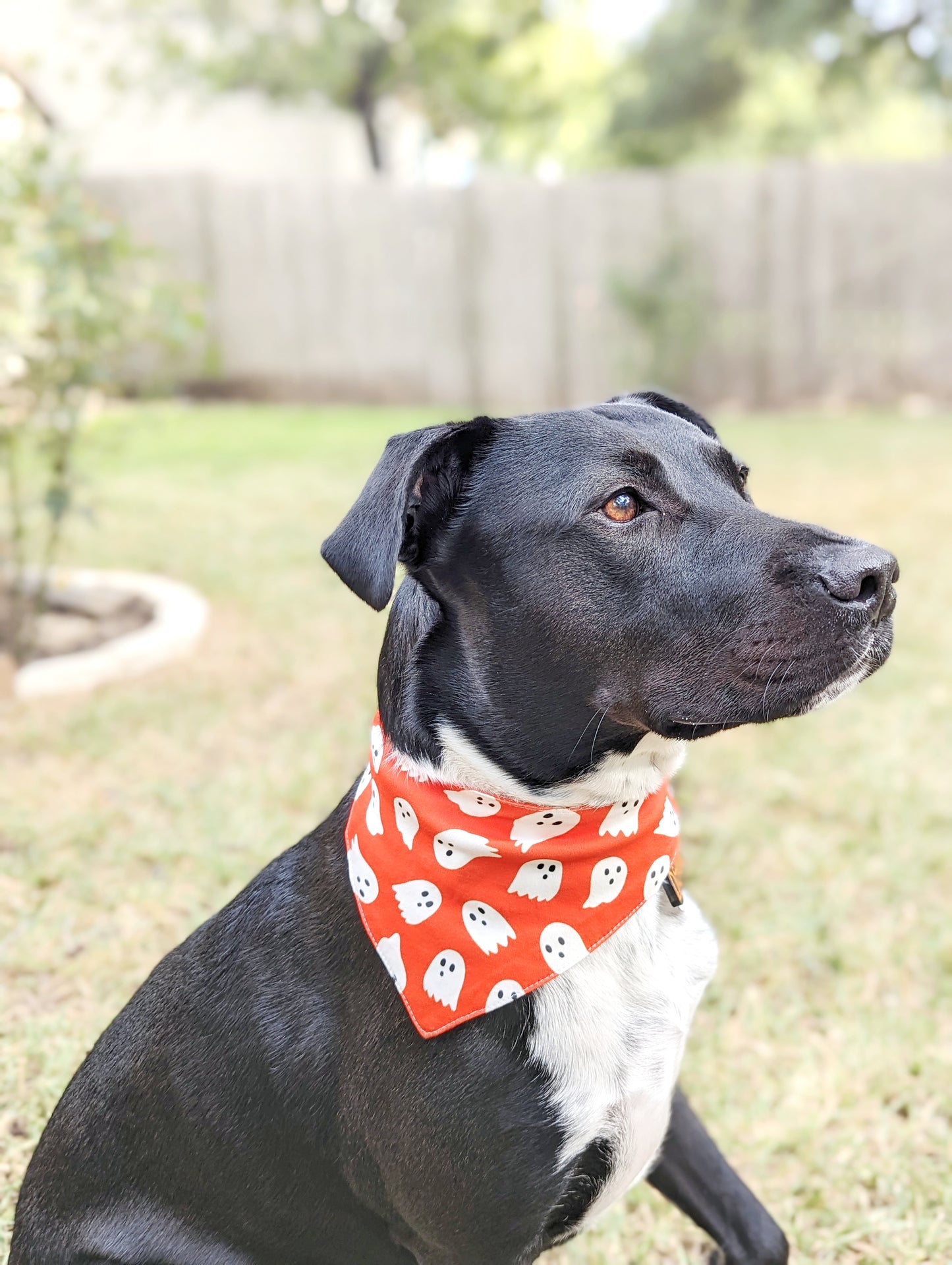 Halloween Pet Bandana-Ghost
