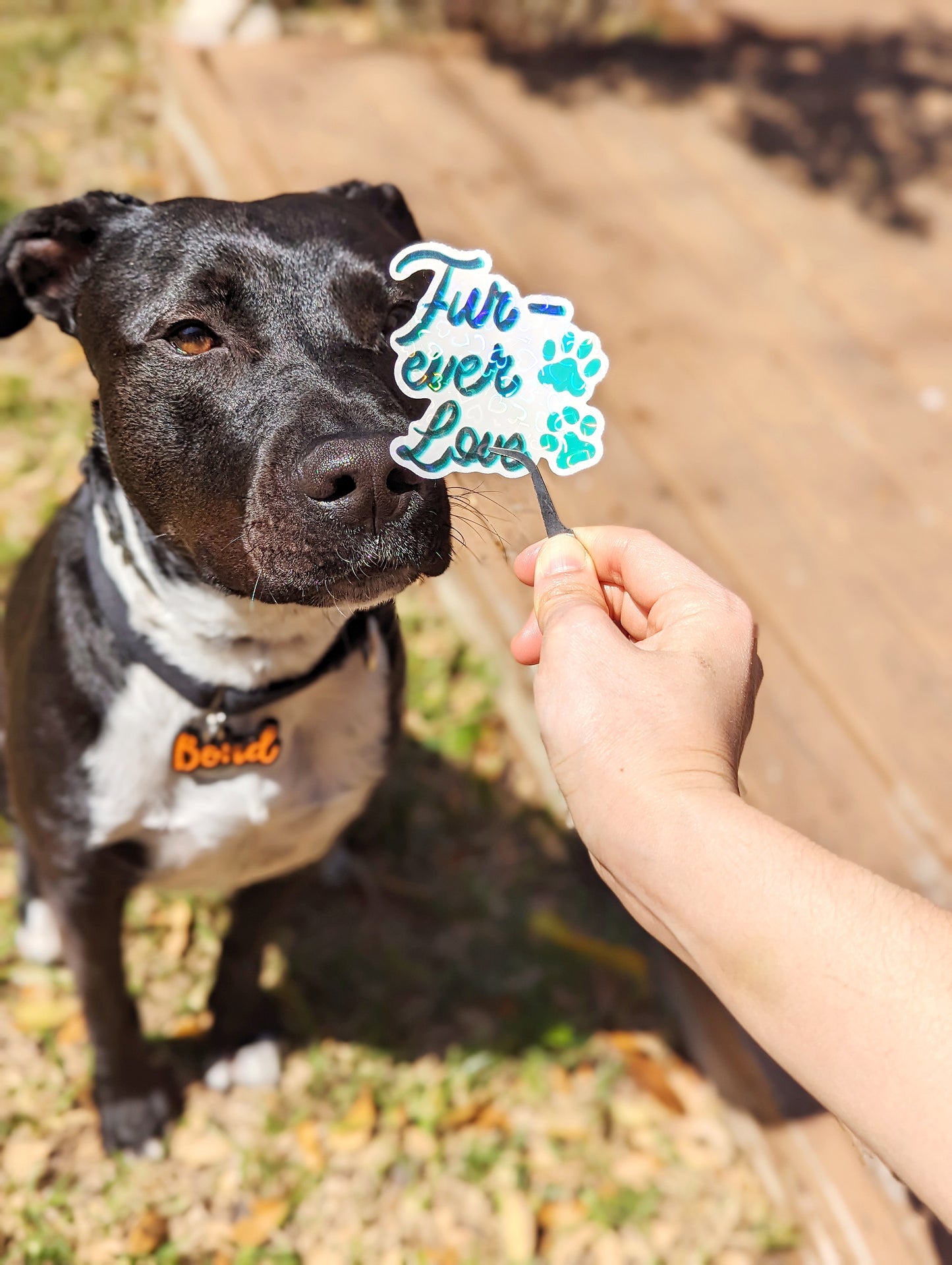 Holographic heat style Furever Love Pet Sticker