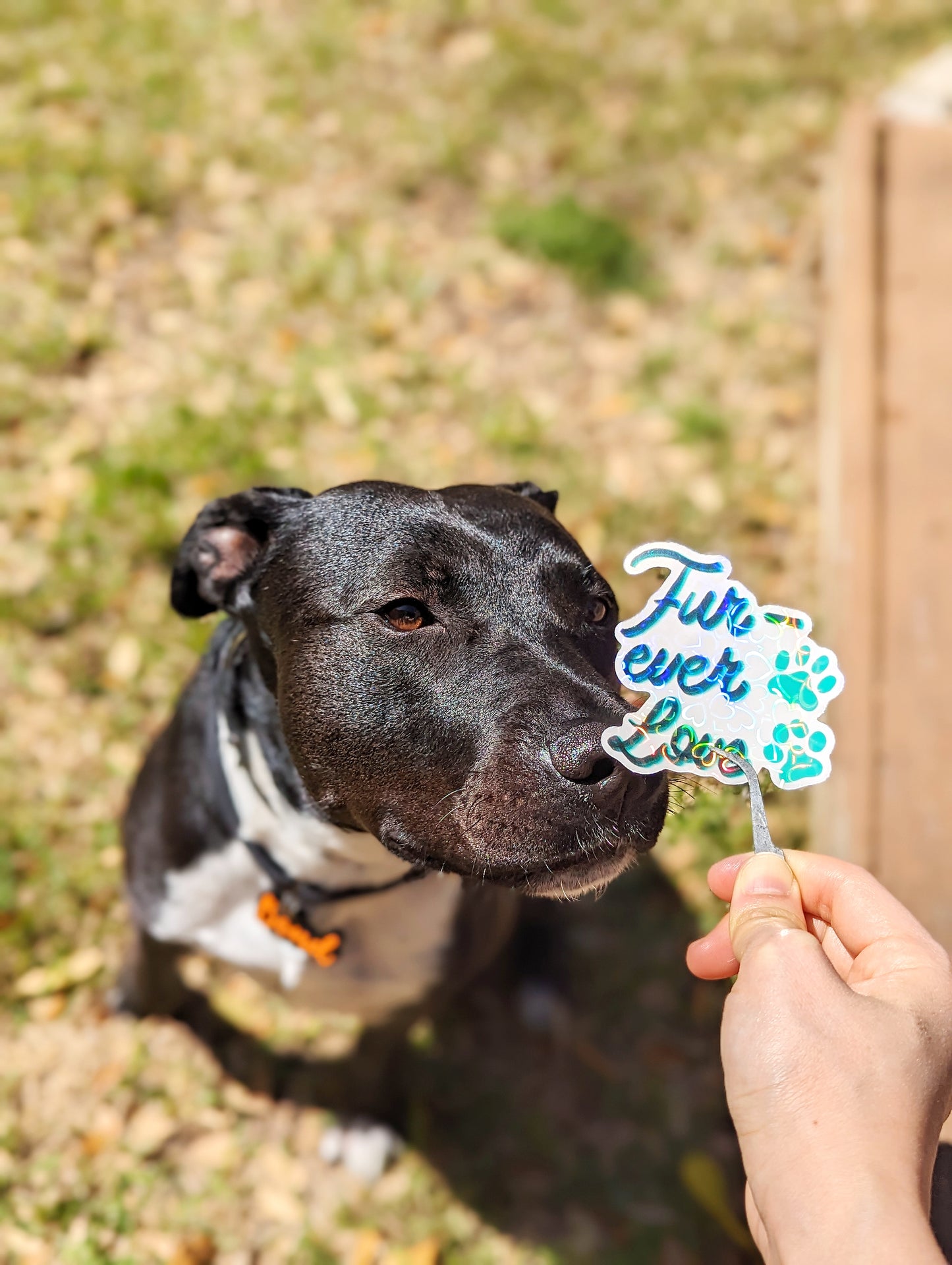 Holographic heat style Furever Love Pet Sticker