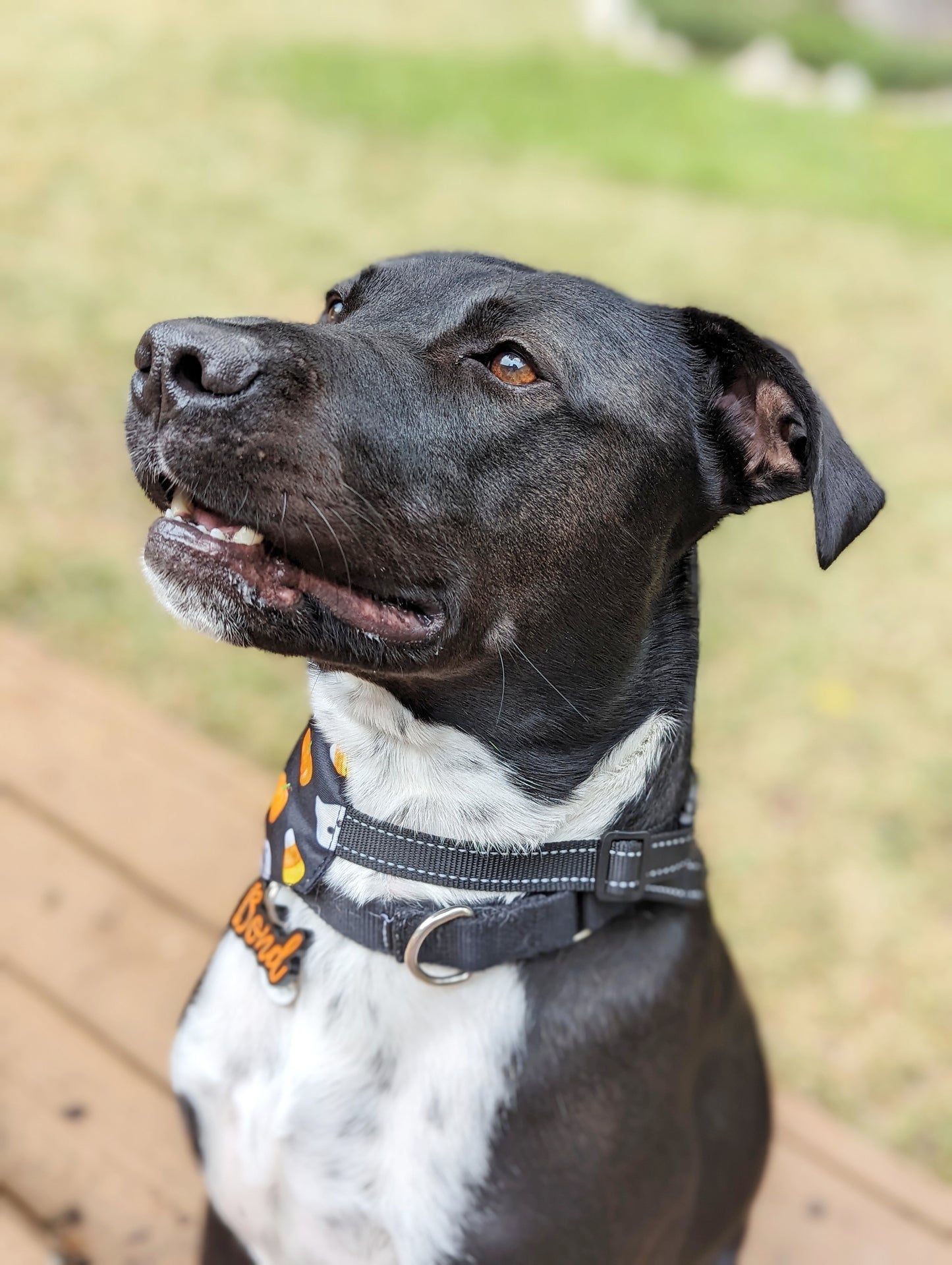 Halloween Dog Bandana – Double-Sided, Waterproof, Adjustable Buckle | Ghost, Pumpkin & Skull Pattern