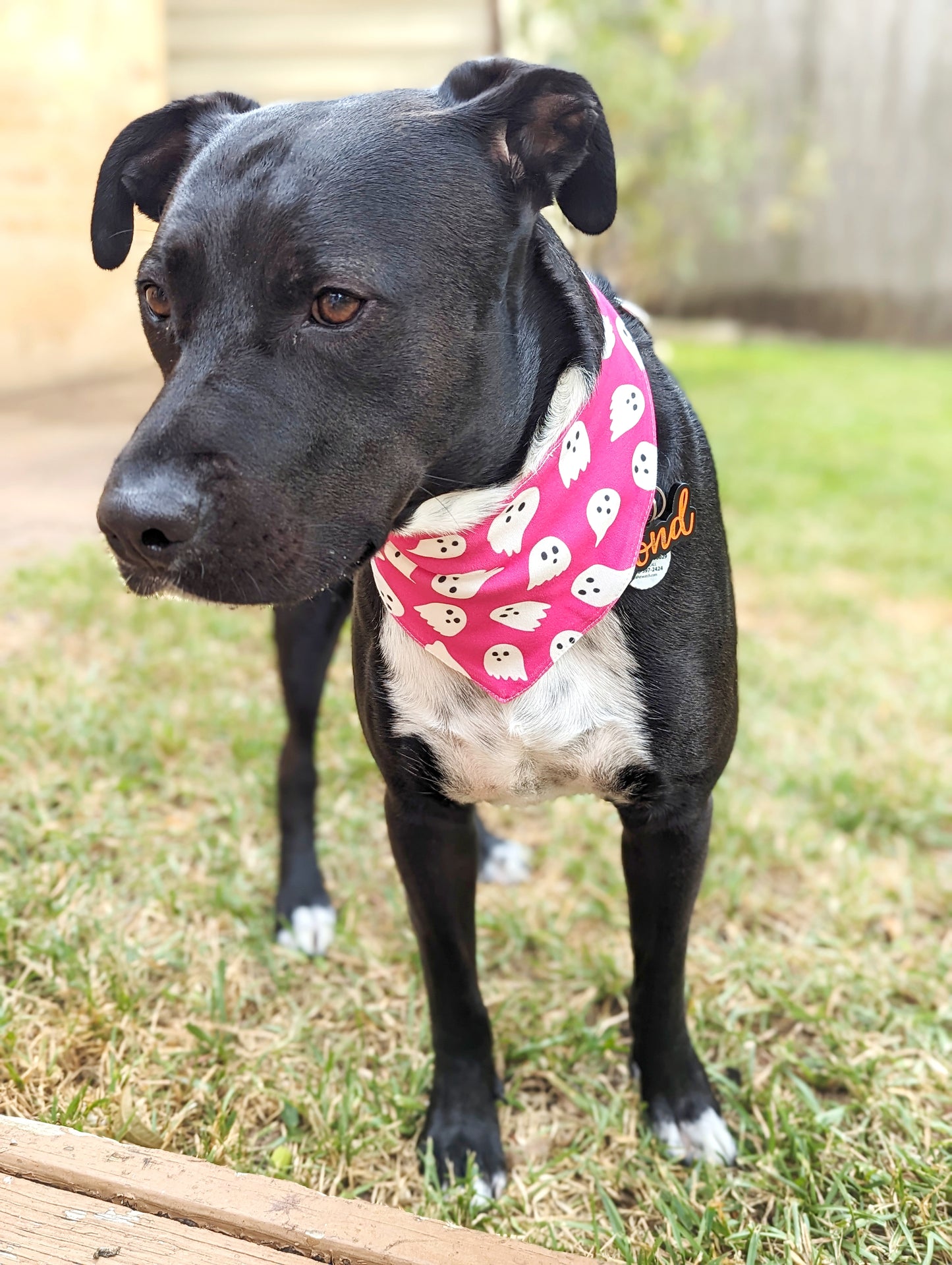 Halloween Pet Bandana-Ghost