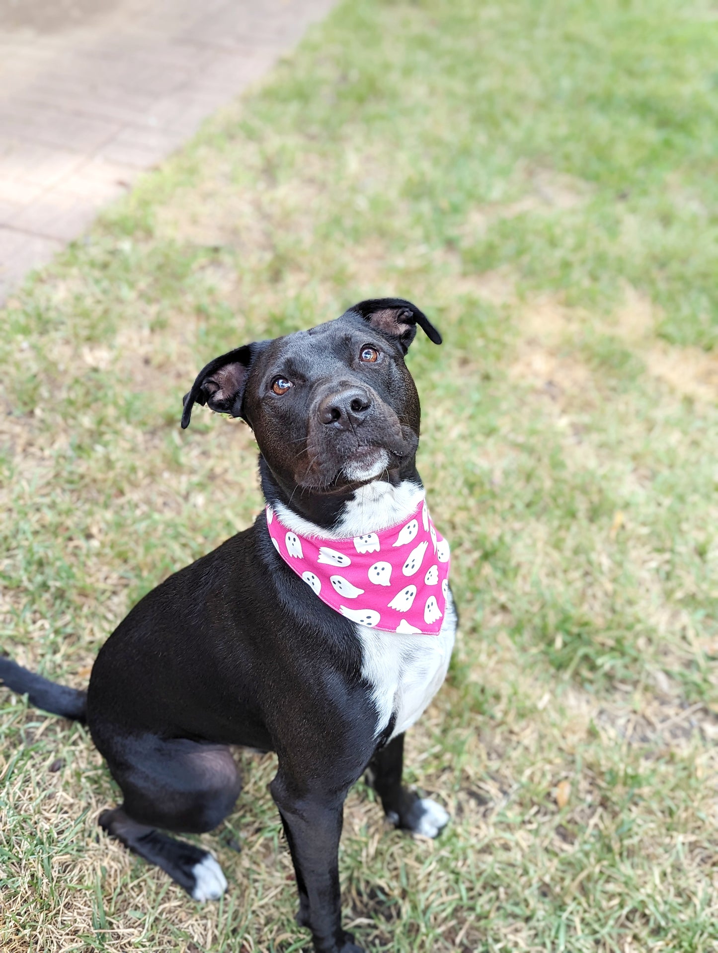 Halloween Pet Bandana-Ghost