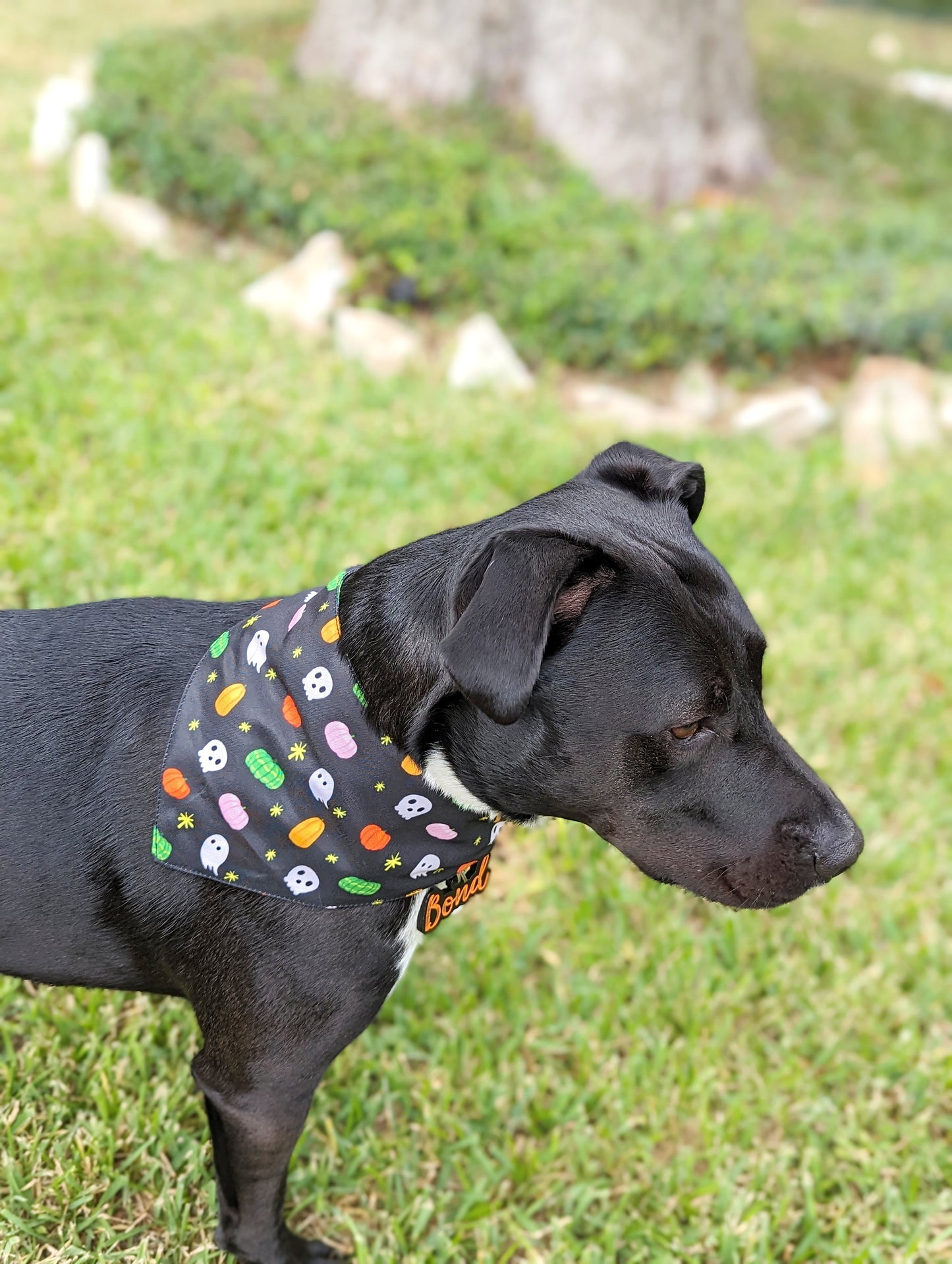 Halloween Dog Bandana – Double-Sided, Waterproof, Adjustable Buckle | Kawaii Ghost, Pumpkin, Skull & Star Pattern