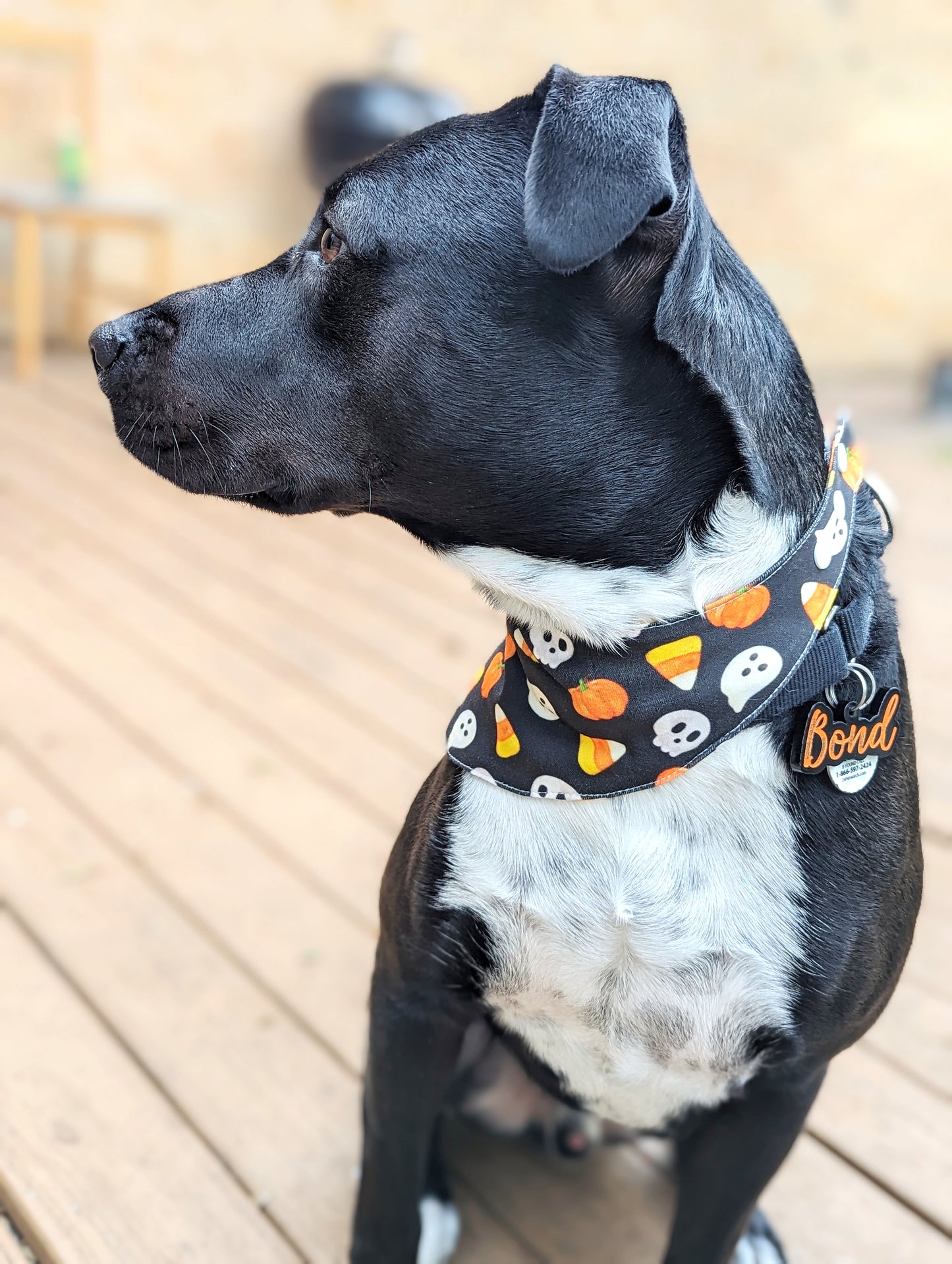 Halloween Pet Bandana-Pumpkin, Ghost, Skull