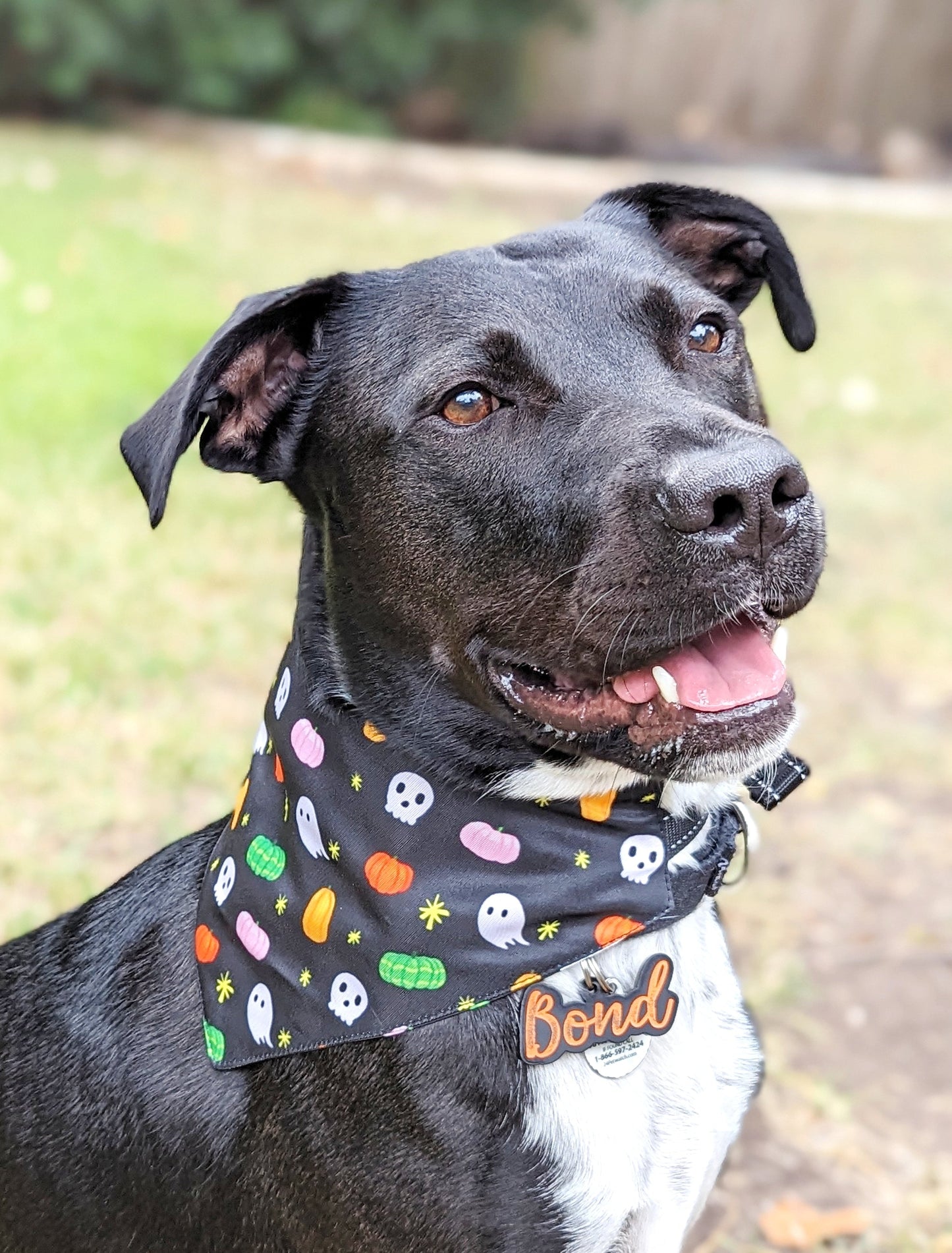 Halloween Dog Bandana – Double-Sided, Waterproof, Adjustable Buckle | Kawaii Ghost, Pumpkin, Skull & Star Pattern