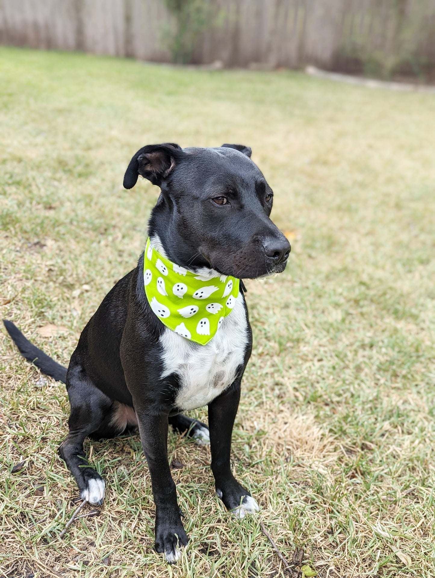 Halloween Pet Bandana-Ghost