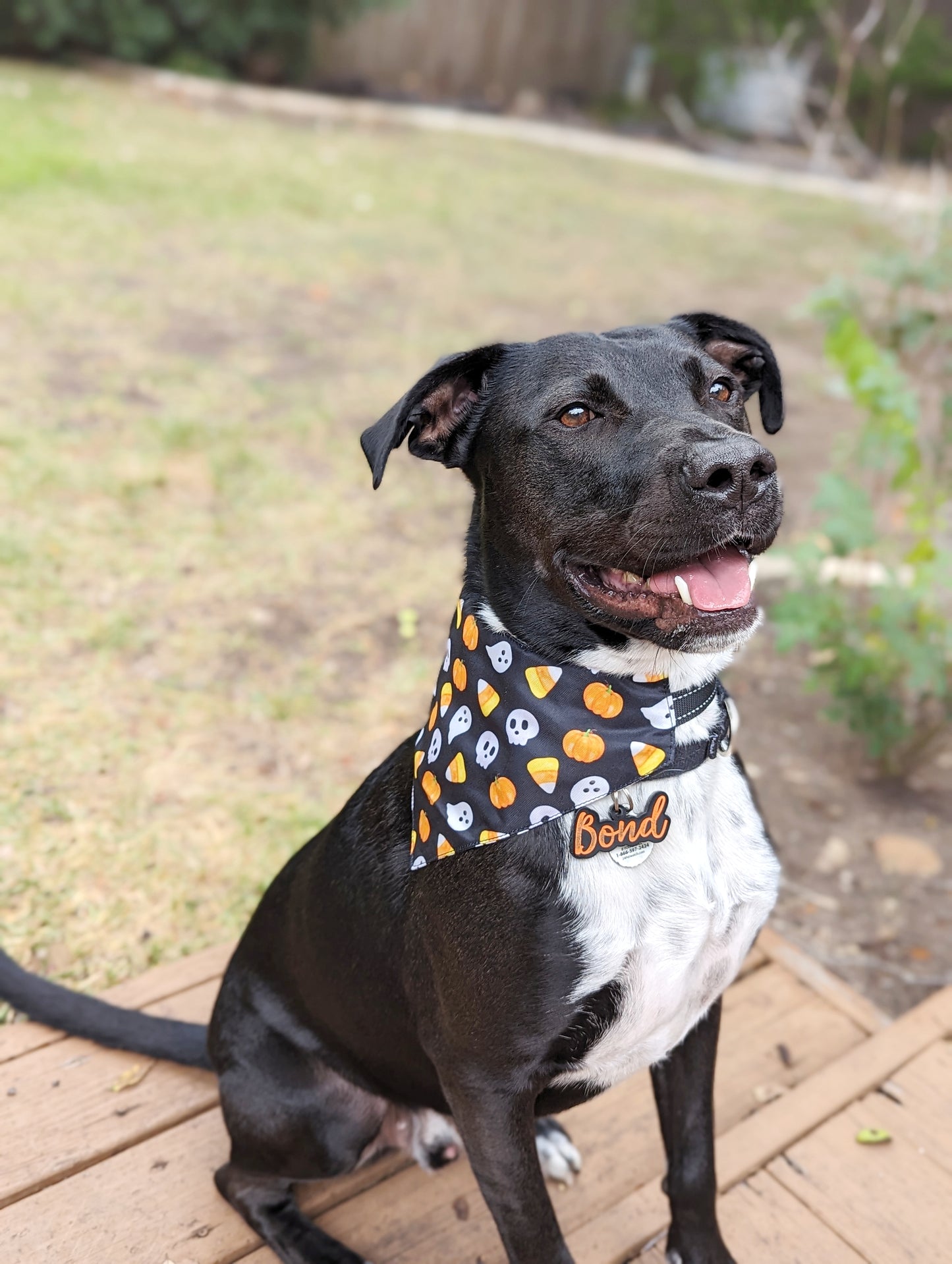 Halloween Dog Bandana – Double-Sided, Waterproof, Adjustable Buckle | Ghost, Pumpkin & Skull Pattern