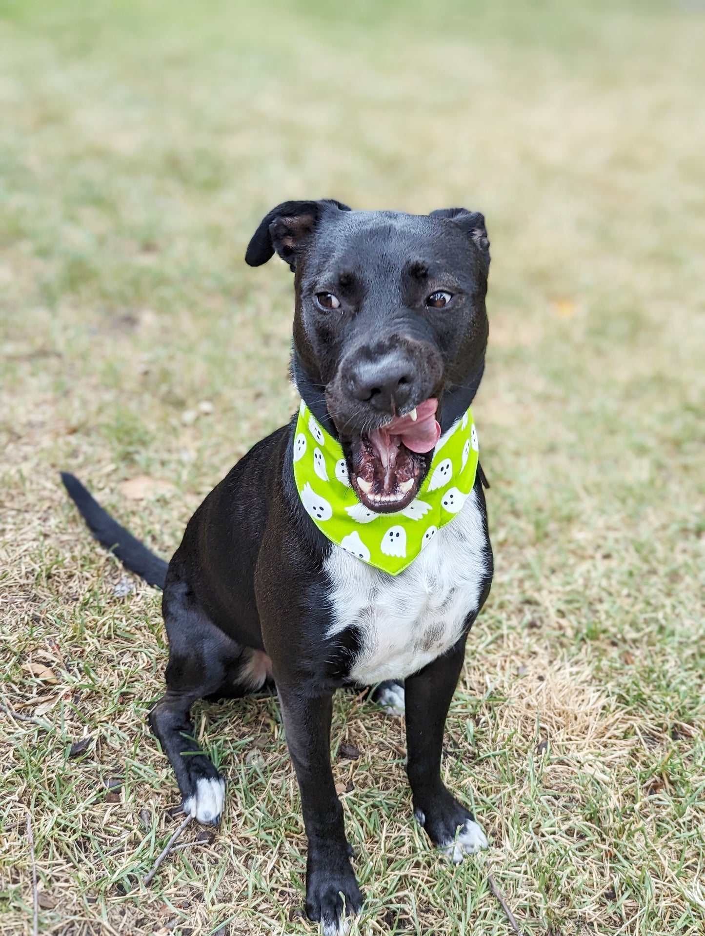 Halloween Pet Bandana-Ghost