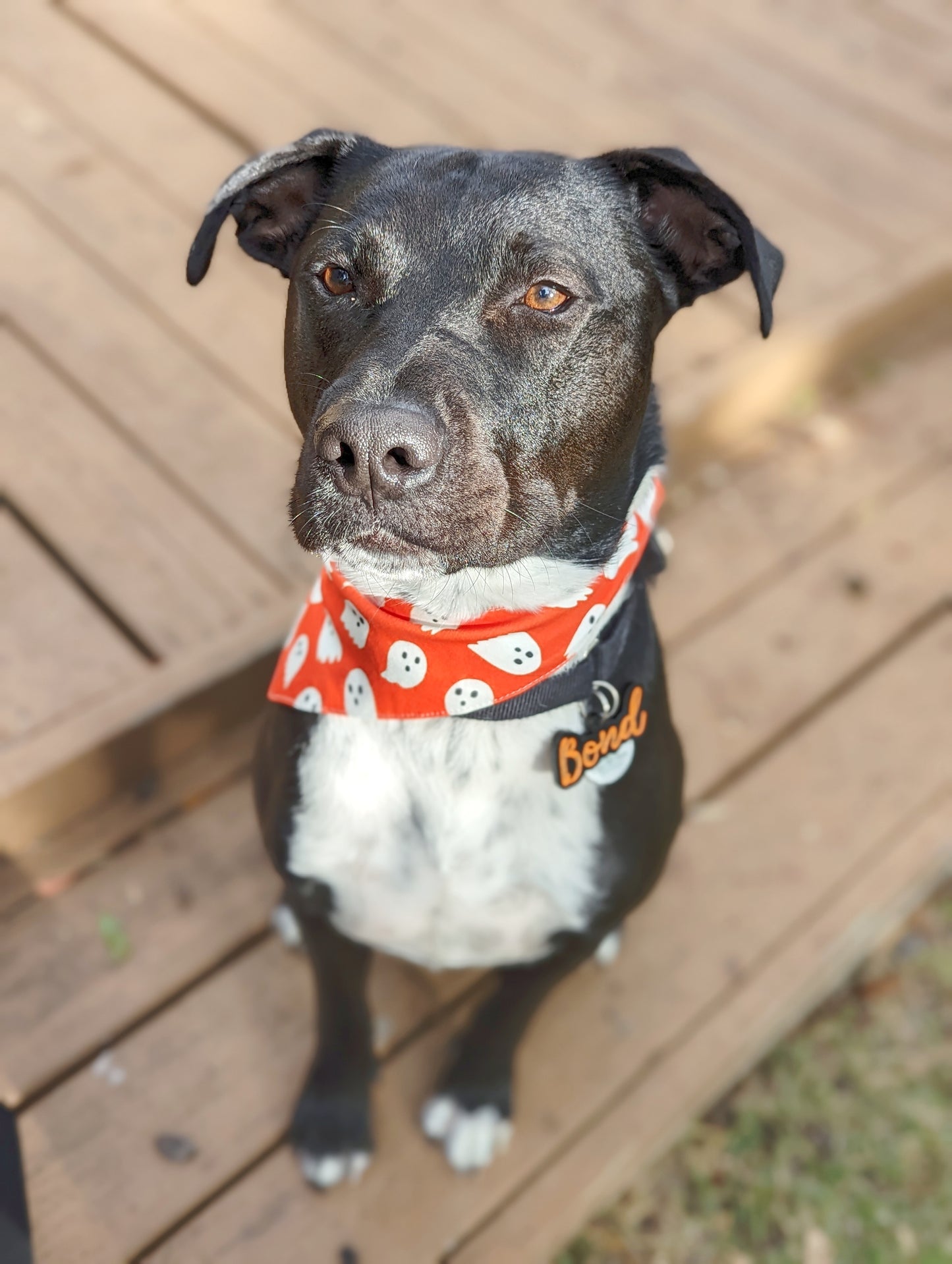 Halloween Pet Bandana-Ghost