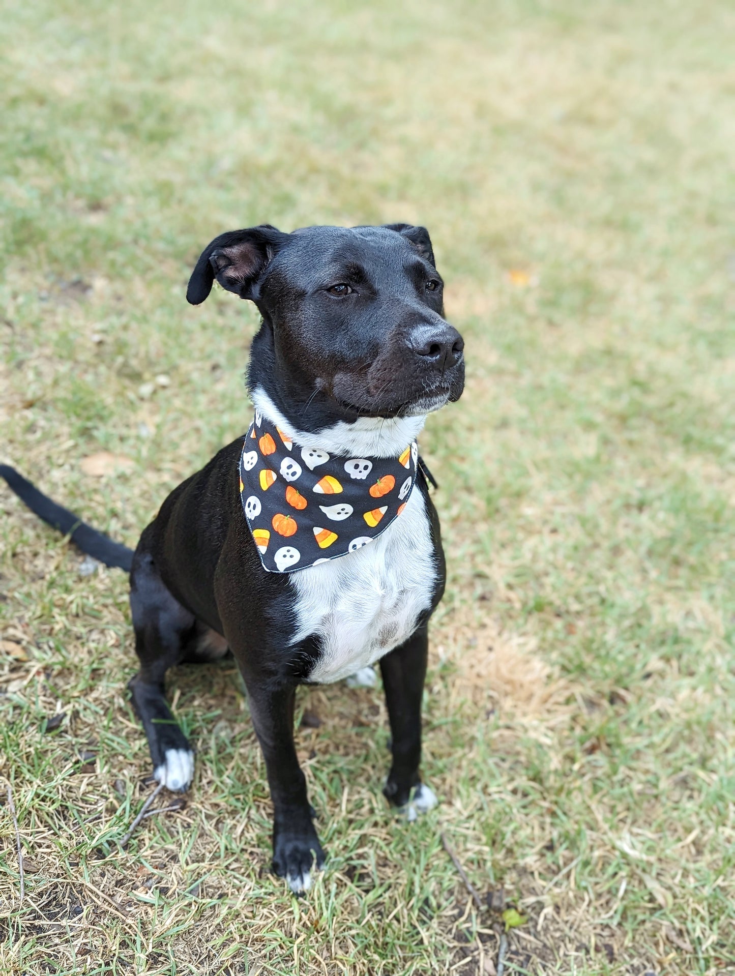 Halloween Pet Bandana-Pumpkin, Ghost, Skull