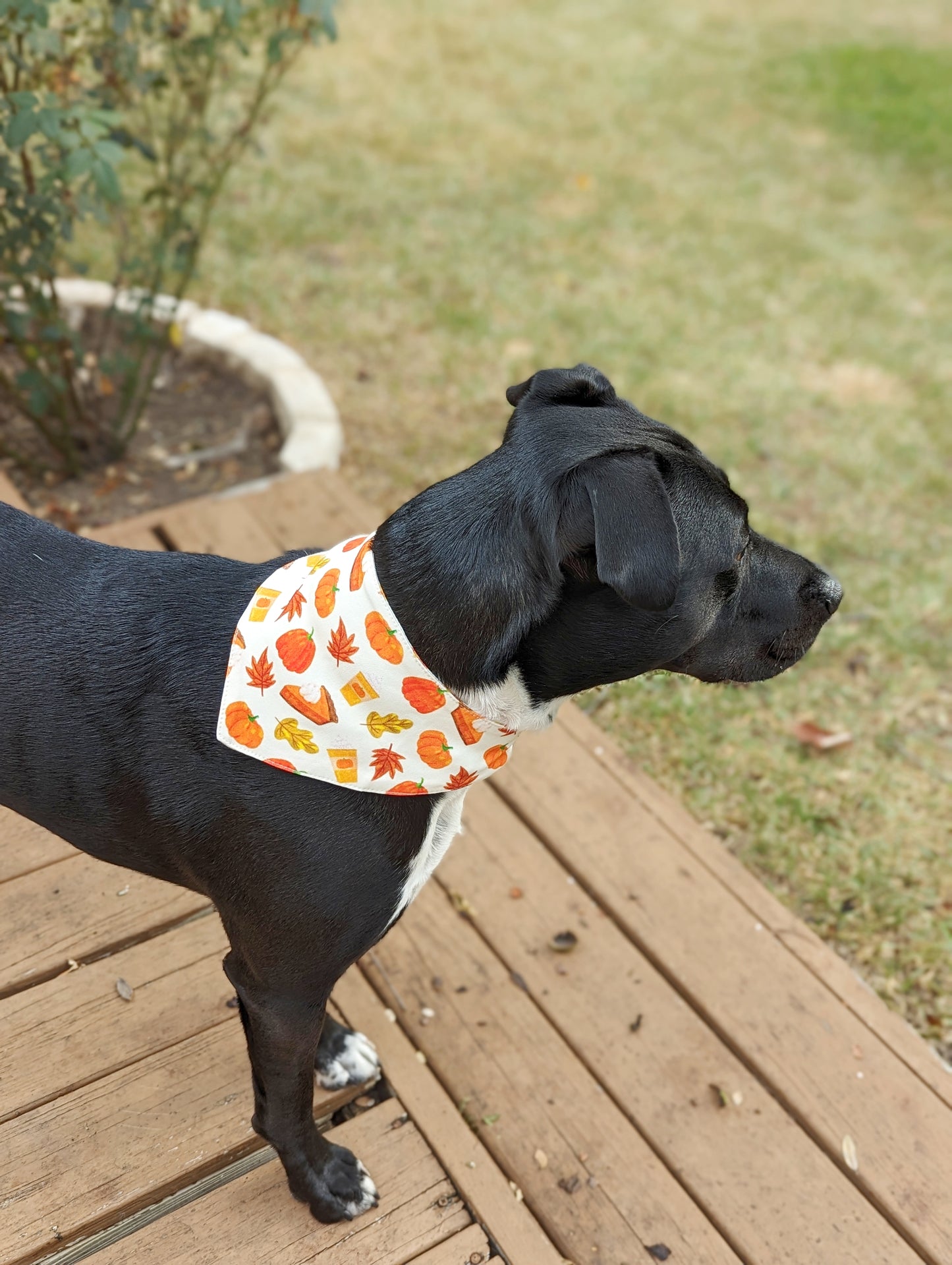 Autumn season Pet Bandana-Pumpkin, pie, Fall