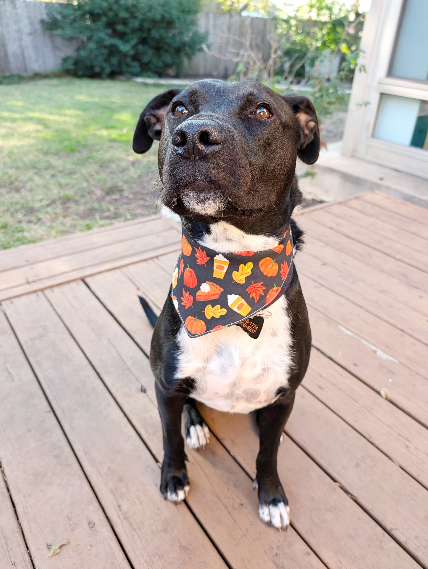 Autumn & Winter season Pet Bandana