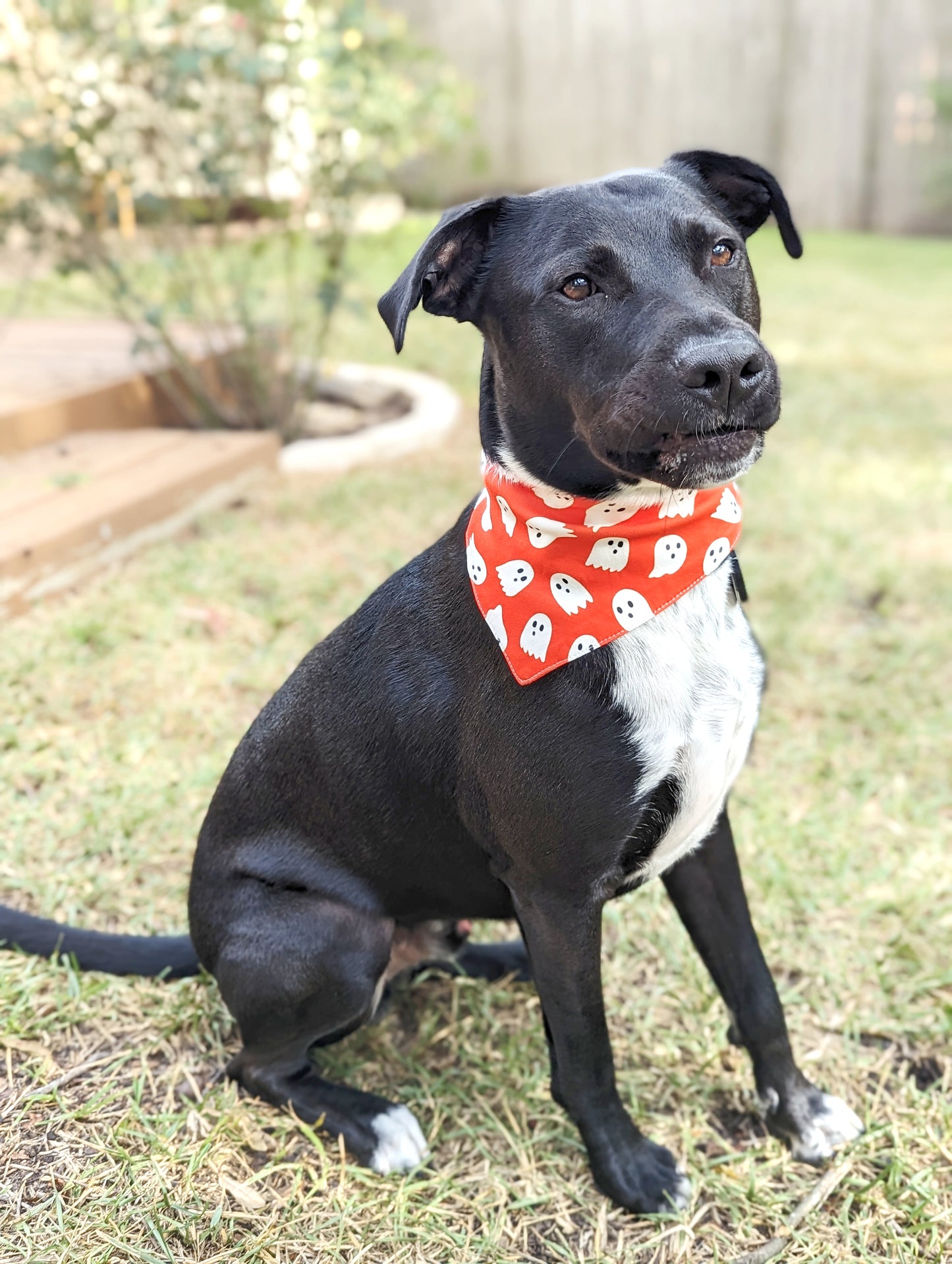 Halloween Pet Bandana-Ghost