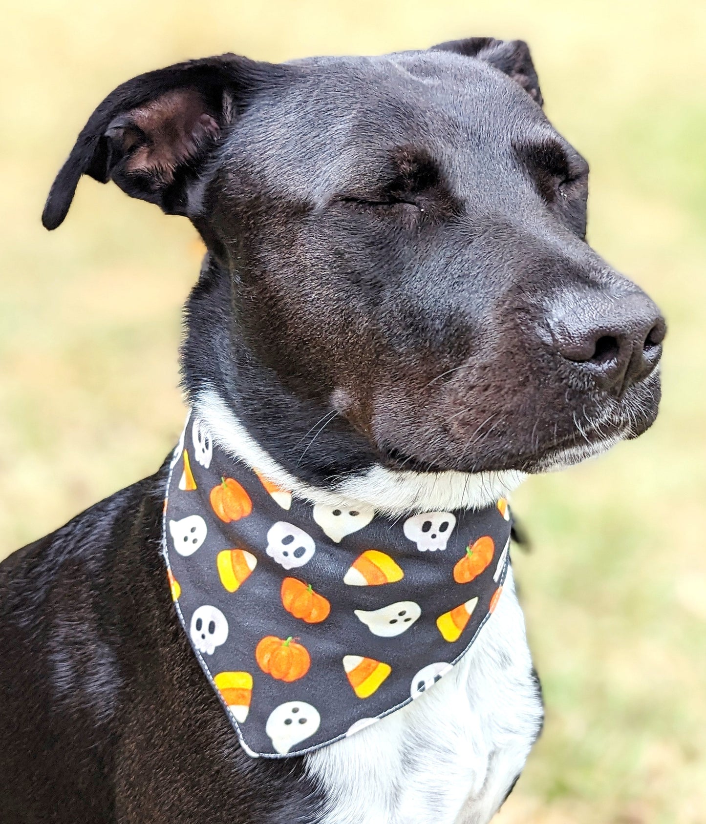 Halloween Pet Bandana-Pumpkin, Ghost, Skull