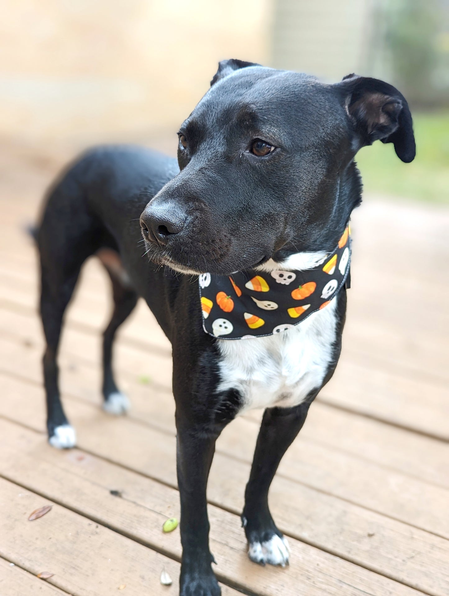 Halloween Pet Bandana-Pumpkin, Ghost, Skull