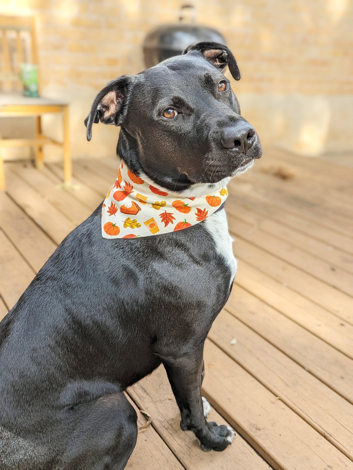 Autumn season Pet Bandana-Pumpkin, pie, Fall